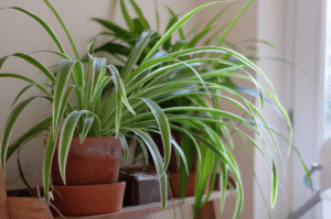 Are Spider Plants Toxic to Rats