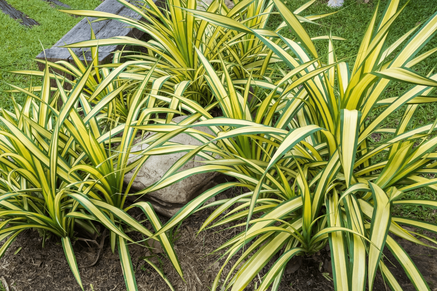 Can Spider Plants Live Outside in the Summer