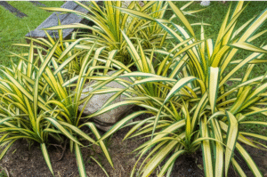 Can a Spider Plant Grow Outside