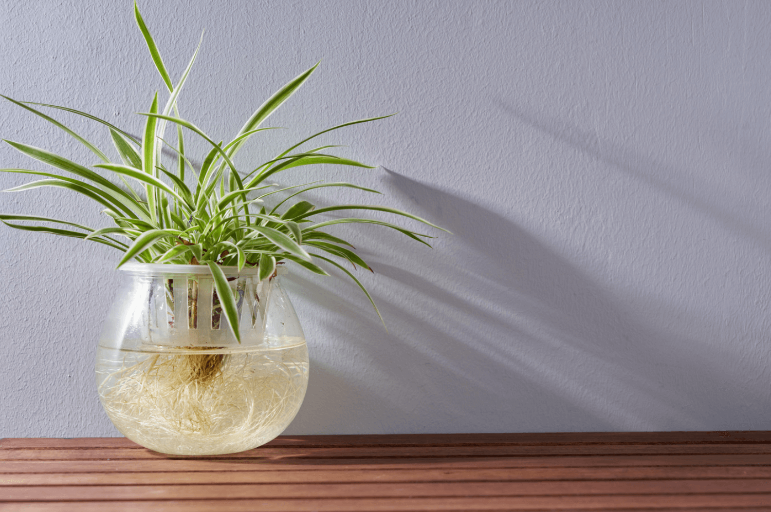Can a Spider Plant Grow in a Fish Tank