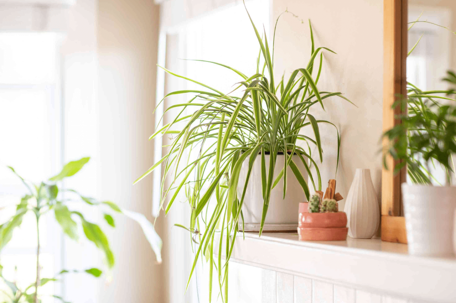 Do Spider Plants Have Deep Roots