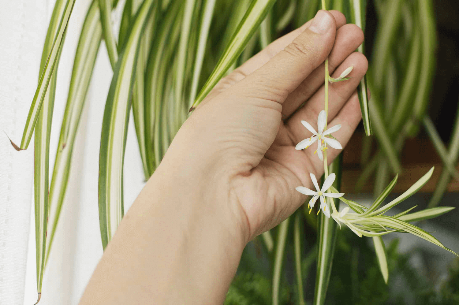 Do Spider Plants Have Flowers