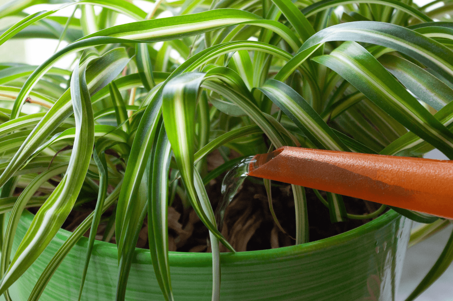 How Often to Water Spider Plant
