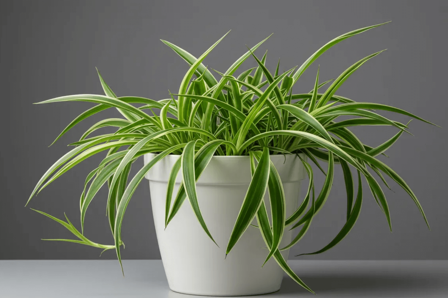 How to Grow a Spider Plant