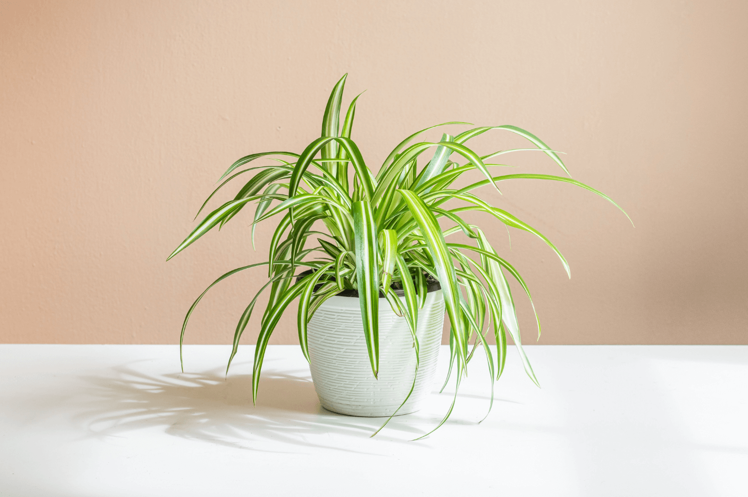 How to Maintain Spider Plants