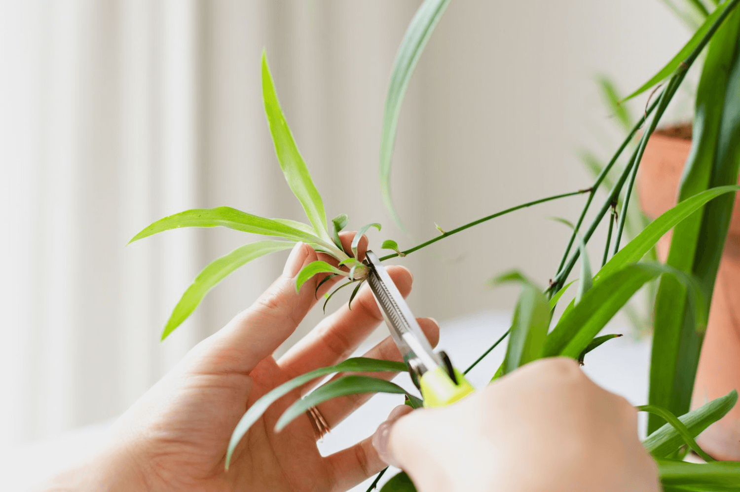 How to Propagate Spider Plant