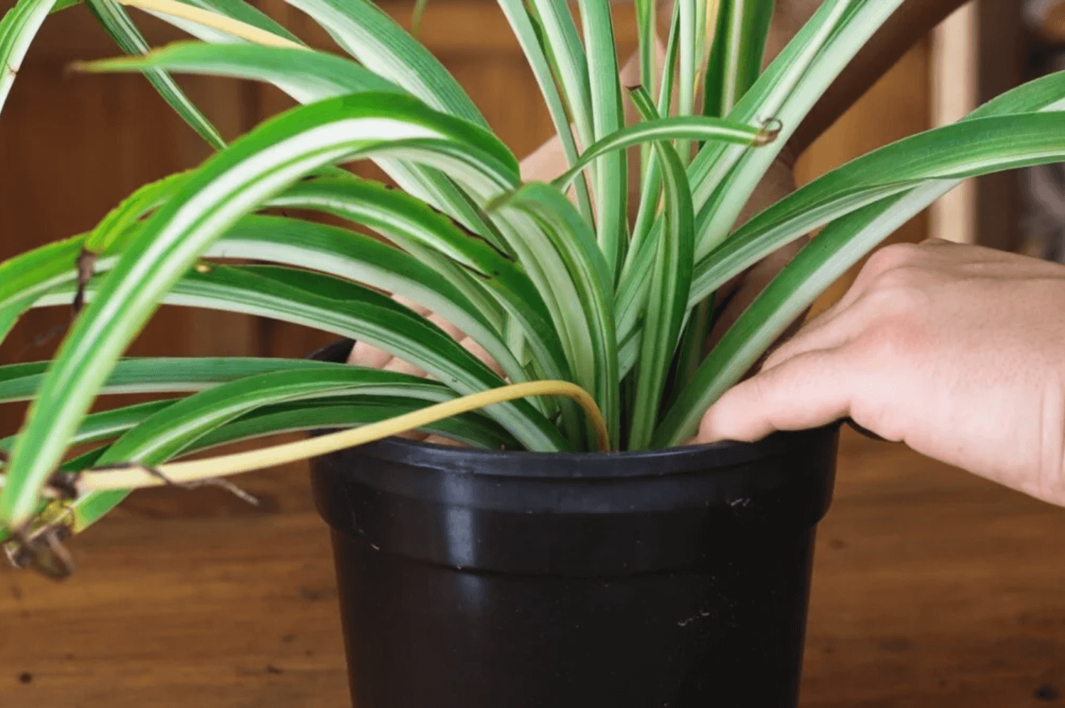 How to Repot a Spider Plant