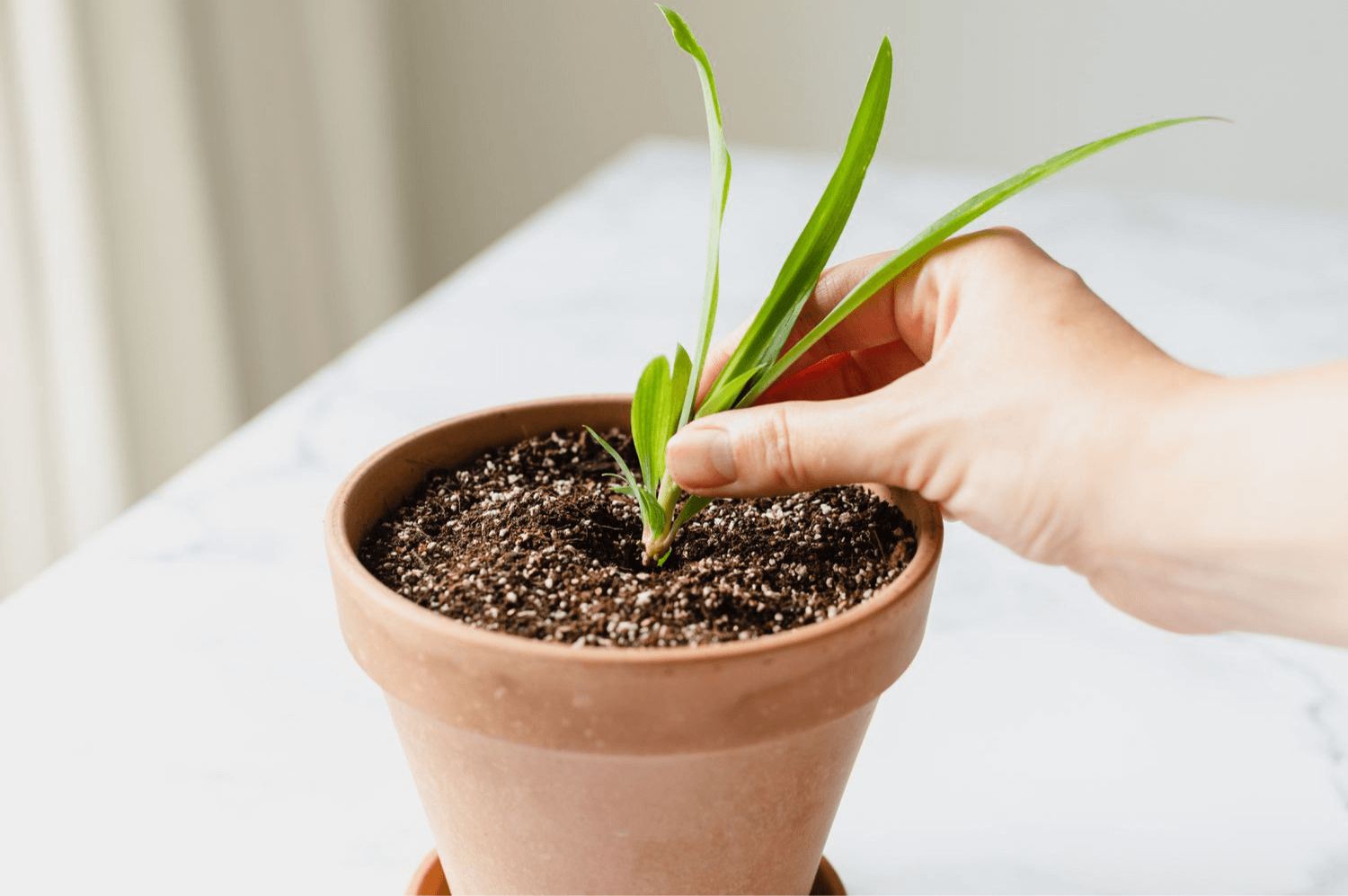 How to Root a Spider Plant