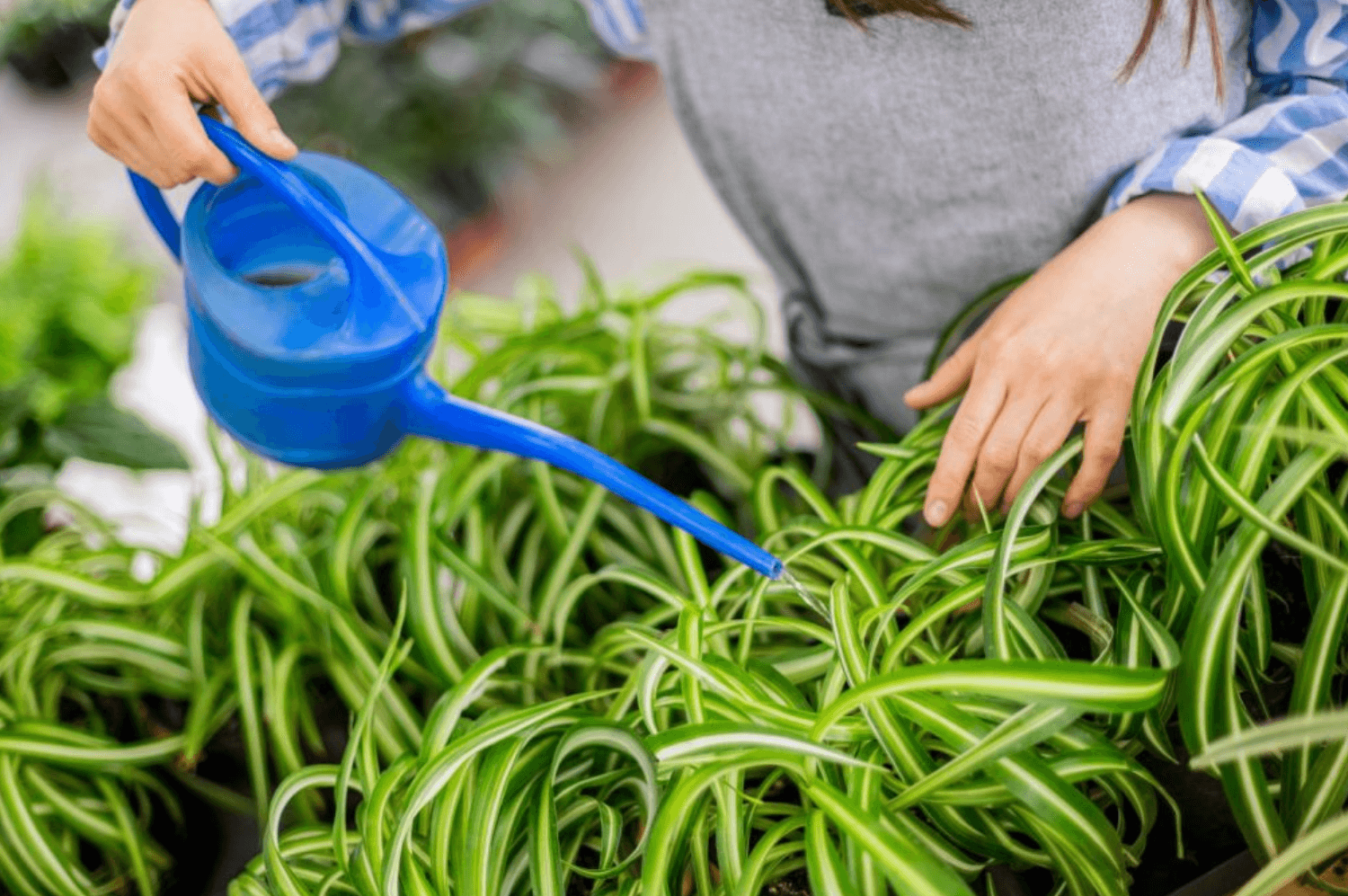 When to Water Spider Plant