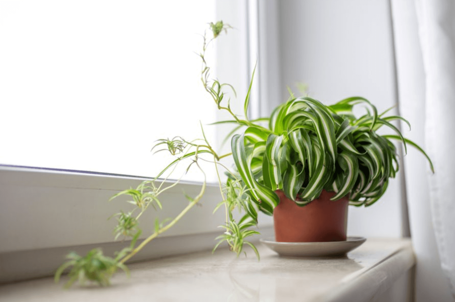Where Do Spider Plants Come From