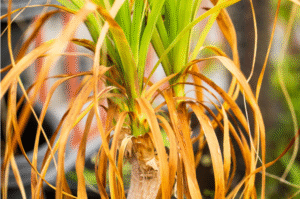 Why Are My Spider Plant Leaves Turning Yellow