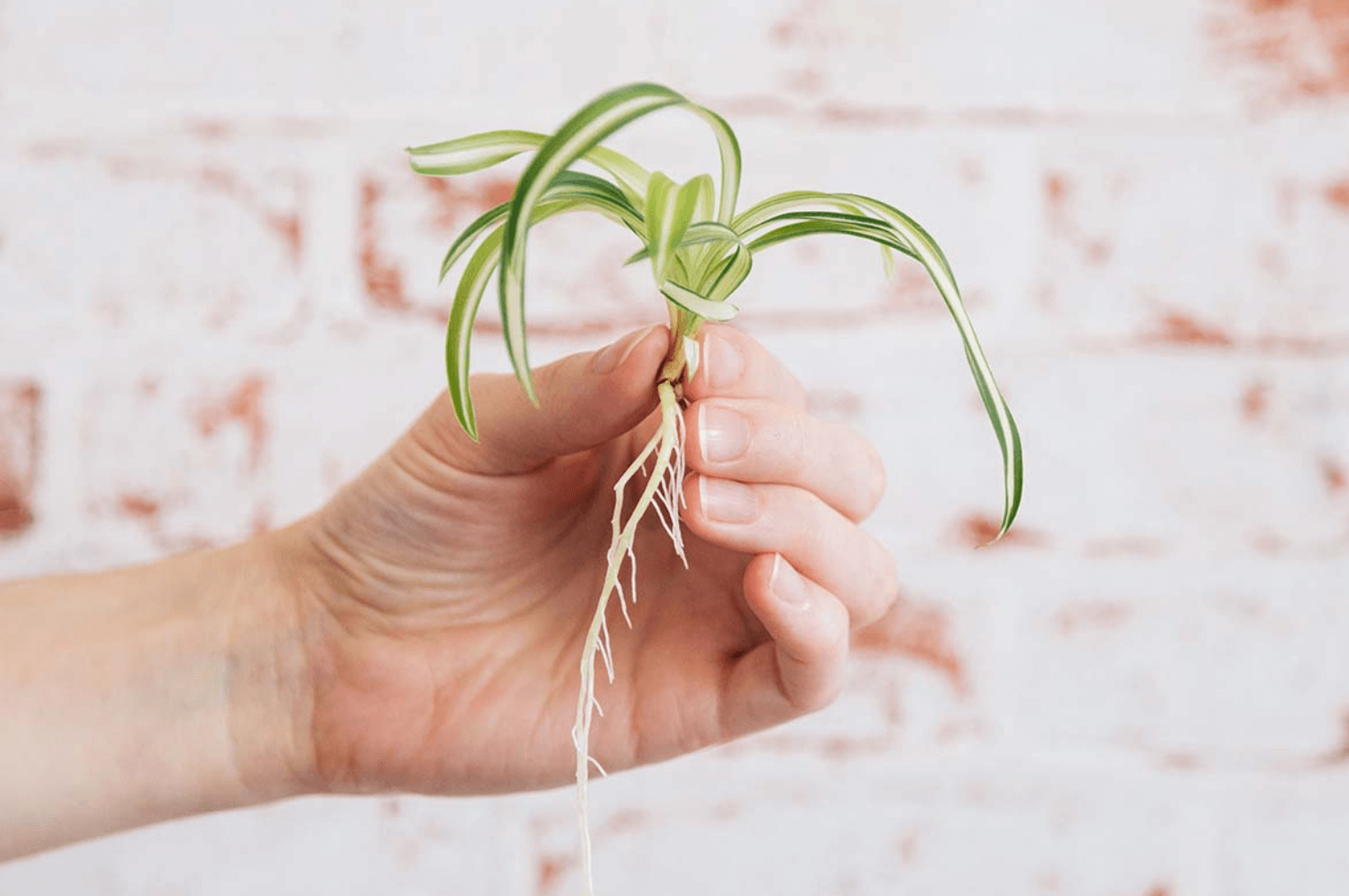 when to propagate spider plant