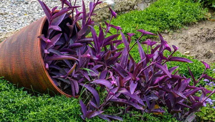 Purple Heart Plant