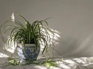 Can Spider Plants Live in Low Light