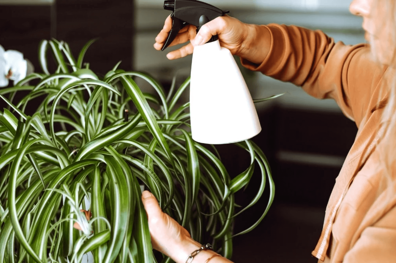 Do Spider Plants Like to Be Misted?