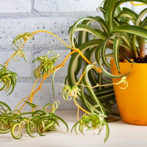 Spider Plant Babies