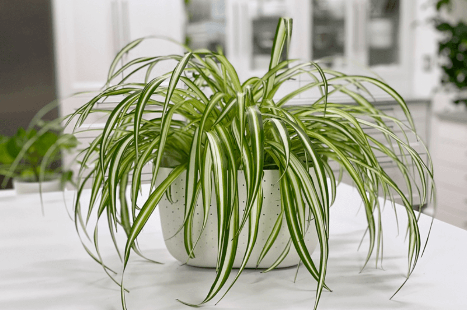 Why Is My Spider Plant Not Growing