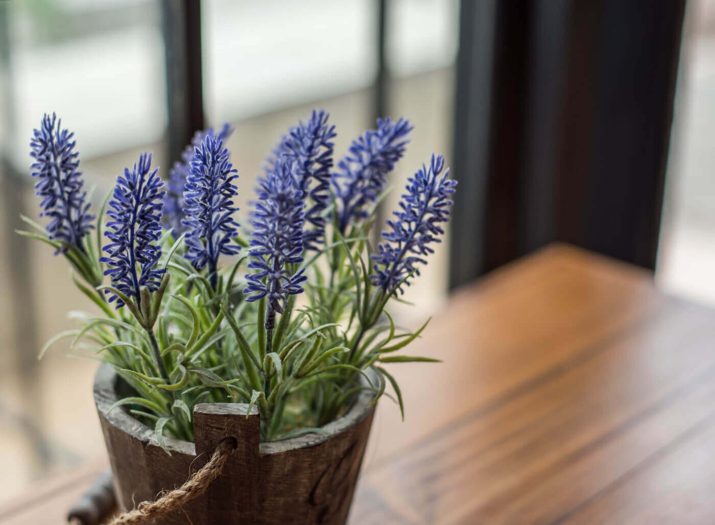lavender plant indoor benefits