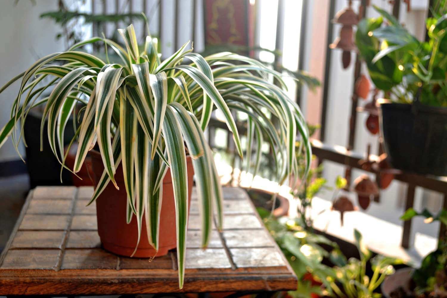 Can Spider Plants Live Outside in Winter