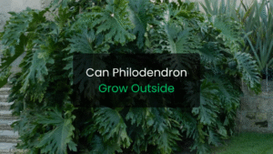 Can Philodendron Grow Outside