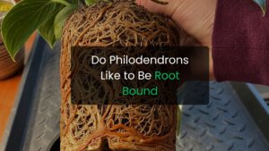 Do Philodendrons Like to Be Root Bound