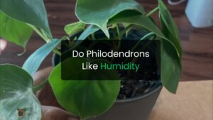 Do Philodendrons Like Humidity