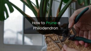 How to Prune a Philodendron