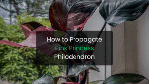 How to Propagate Pink Princess Philodendron