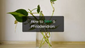 How to Trim a Philodendron