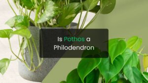 Is Pothos a Philodendron