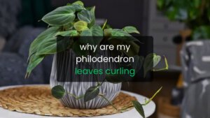 Why Are My Philodendron Leaves Curling