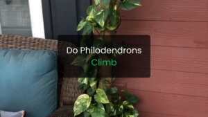 Do Philodendrons Climb